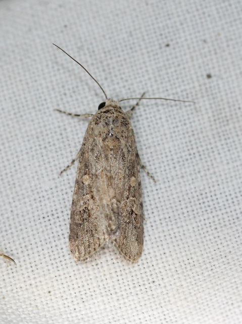 Spodoptera exigua - apró jegyesbagoly
