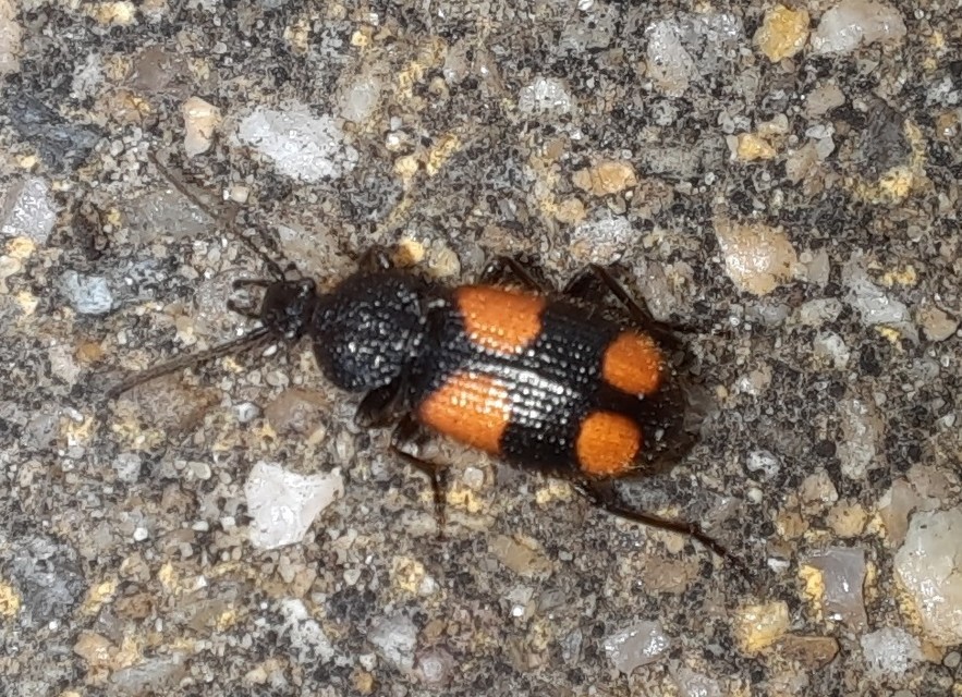 Panagaeus bipustulatus - kis keresztesfutó