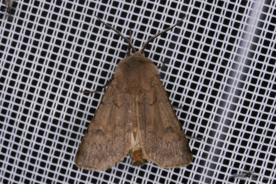 Agrotis cinerea - szürkés földibagoly
