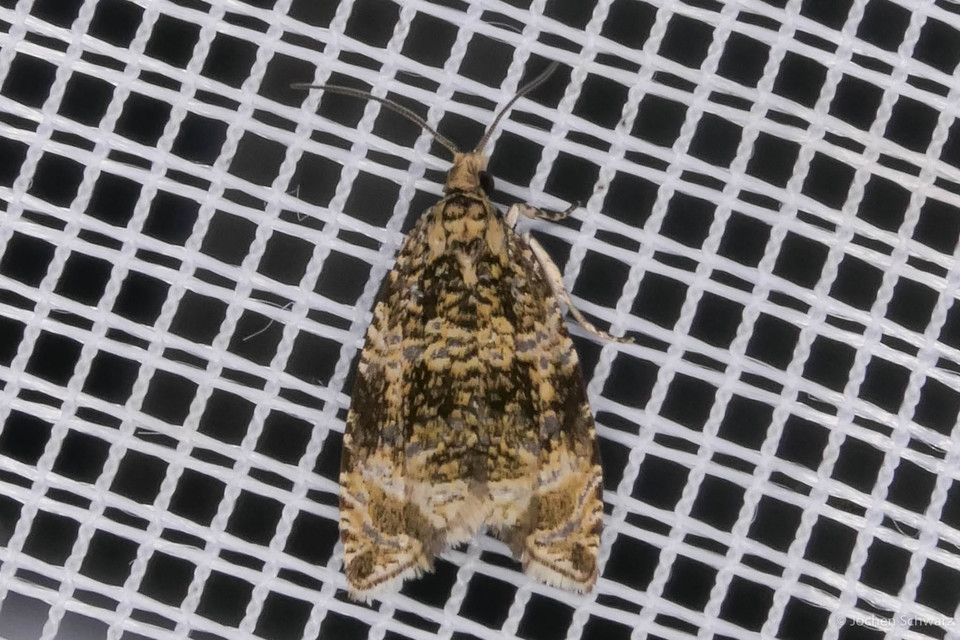Celypha lacunana - vízparti tükrösmoly