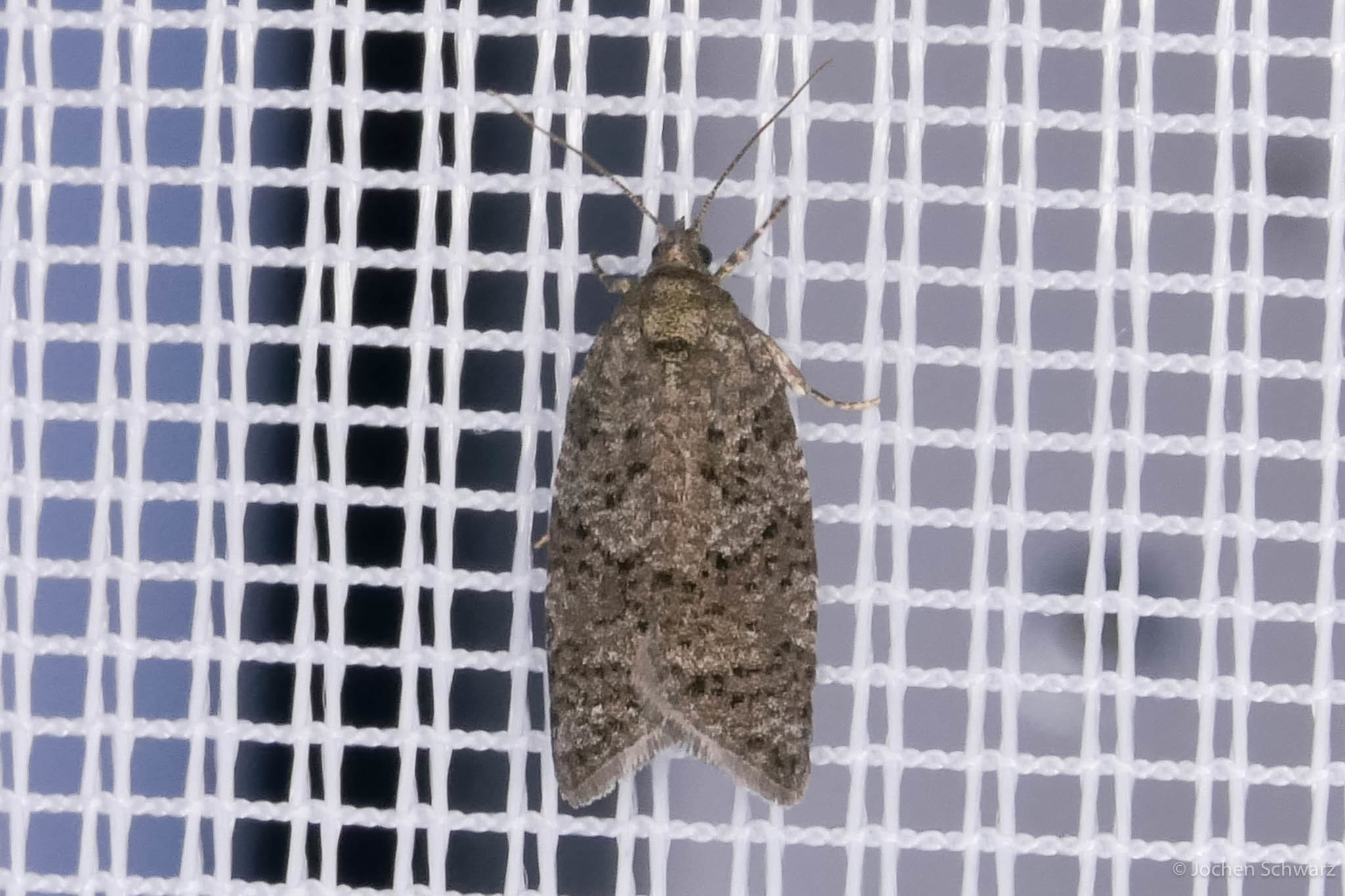 Cnephasia asseclana - aranyvessző-sodrómoly