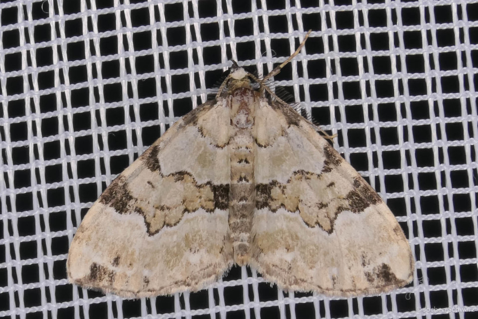 Colostygia pectinataria - zöld levélaraszoló