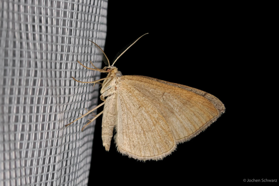 Scotopteryx mucronata/luridata/ignorata