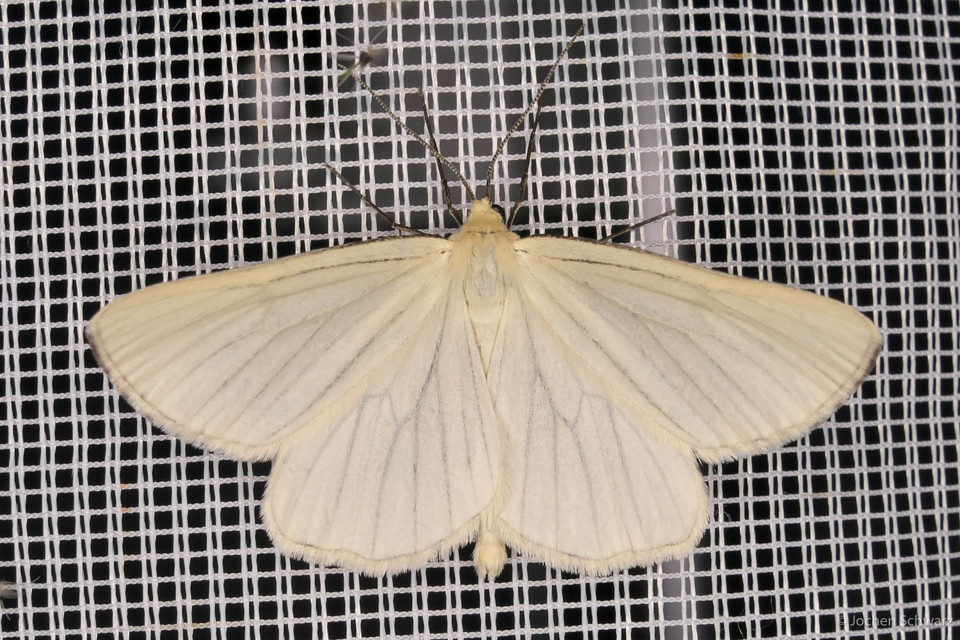 Siona lineata - vonalas fehéraraszoló