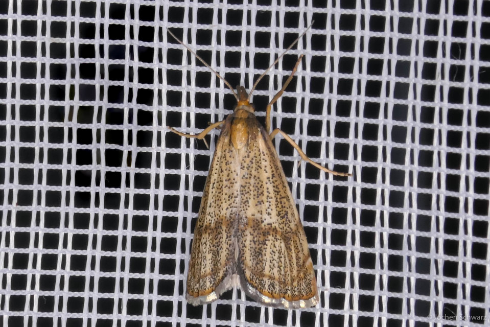 Thisanotia chrysonuchella - tavaszi fűgyökérmoly