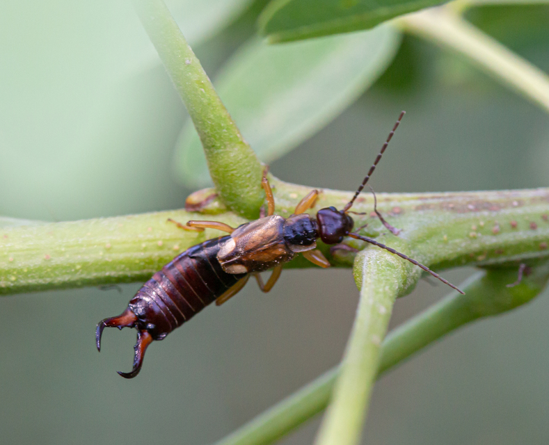 Forficula auricularia - közönséges fülbemászó
