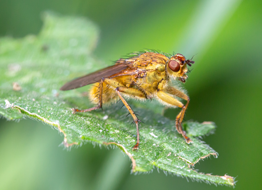 Scathophaga stercoraria - közönséges trágyalégy