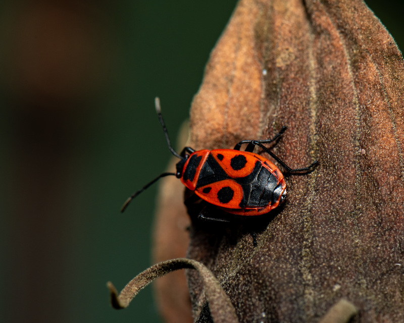 Pyrrhocoris apterus - verőköltő poloska