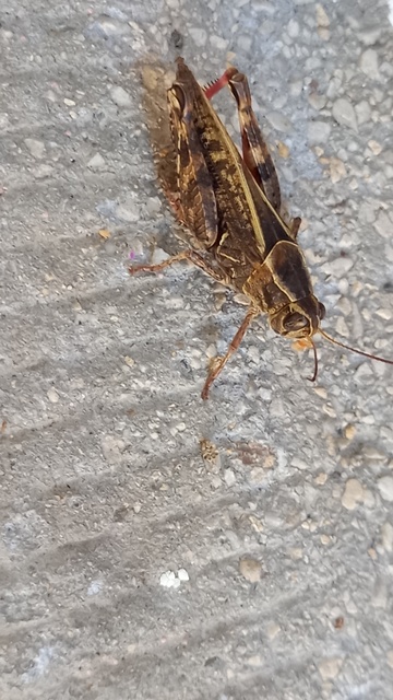 Calliptamus italicus - olaszsáska