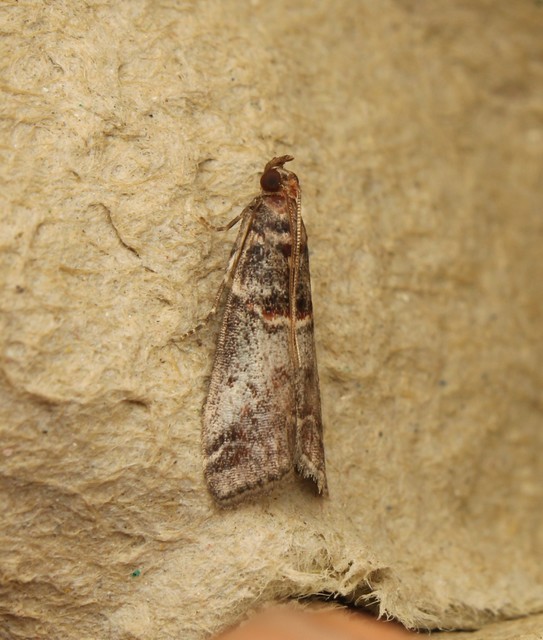 Acrobasis