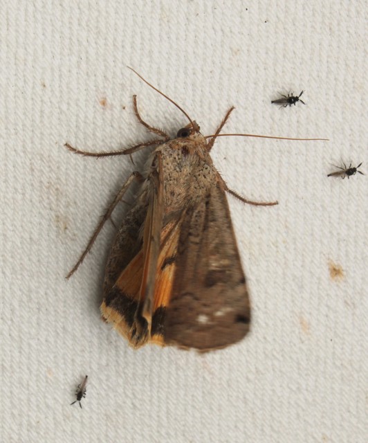 Noctua orbona - foltos sárgafűbagoly