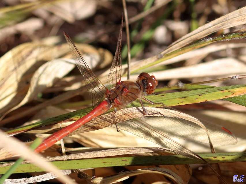 Sympetrum meridionale - fakó katona-szitakötő