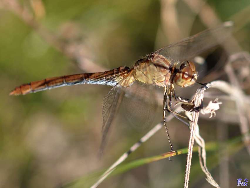 Sympetrum meridionale - fakó katona-szitakötő