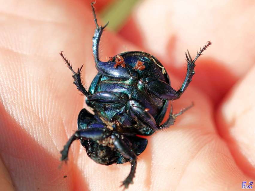 Trypocopris vernalis - tavaszi álganéjtúró