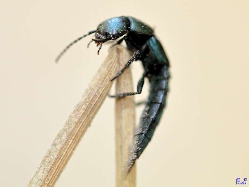 Ocypus ophthalmicus - kék holyva
