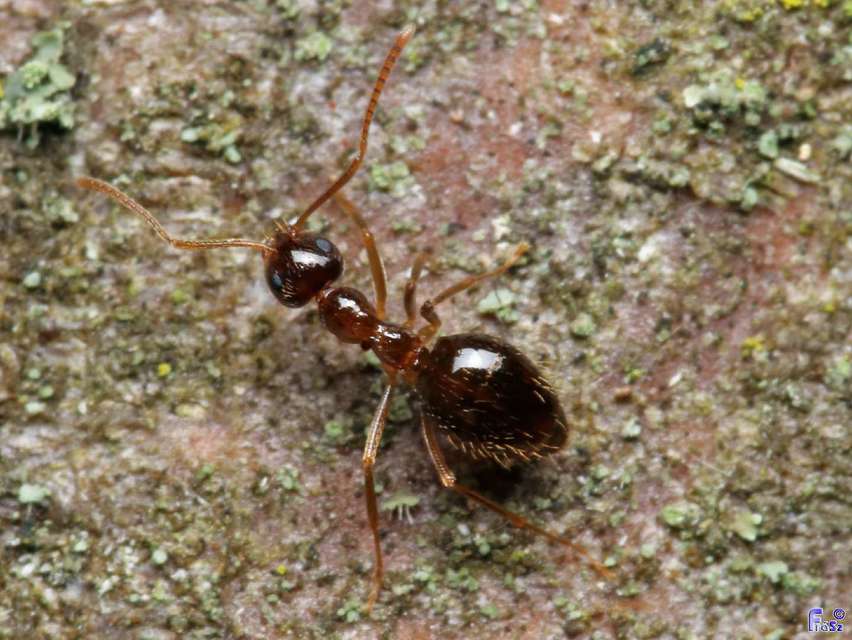 Prenolepis nitens - ragyogóhangya