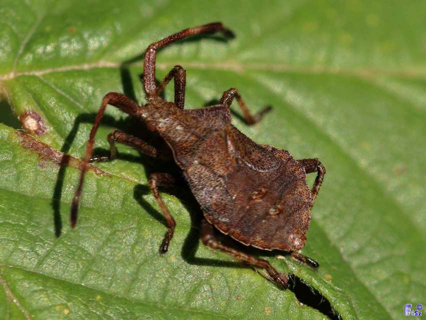 Coreus marginatus - közönséges karimáspoloska