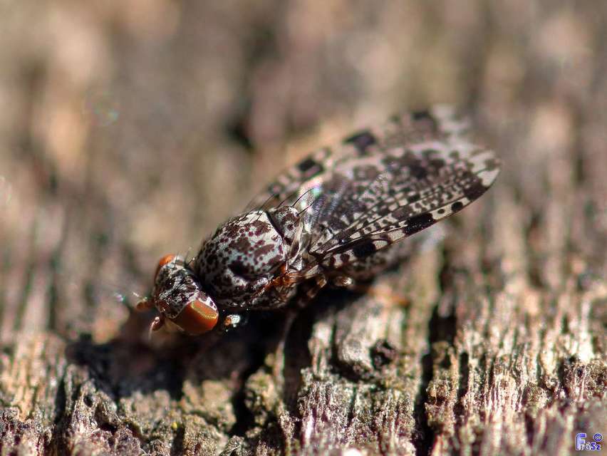 Callopistromyia annulipes - pávalégy