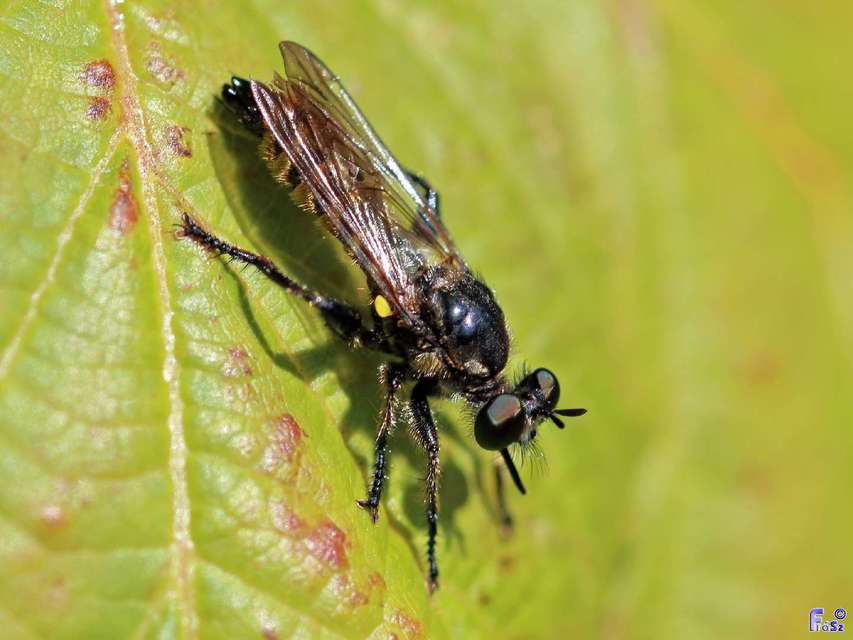 Choerades fimbriata/fulva
