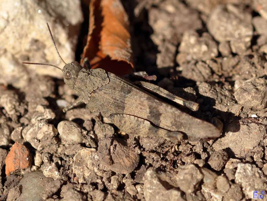 Oedipoda caerulescens - kékszárnyú sáska