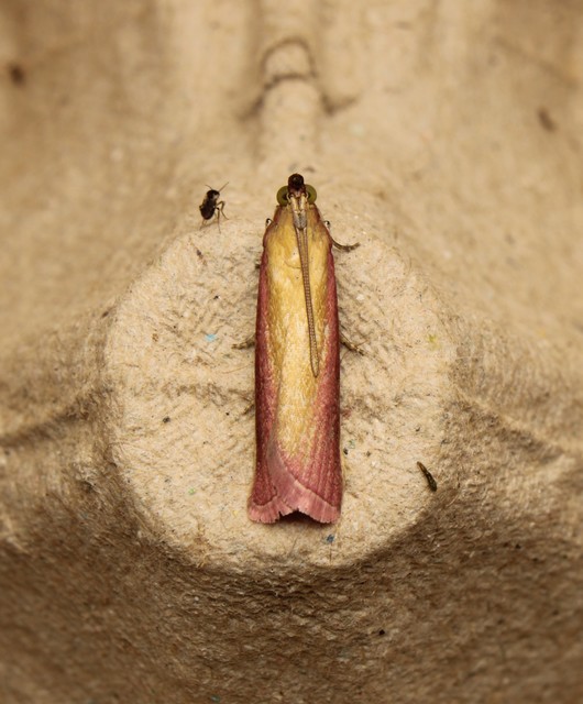 Oncocera semirubella - lucernamoly