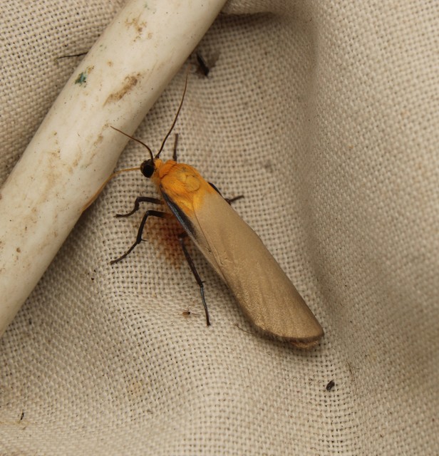 Lithosia quadra - négypettyes zuzmószövő
