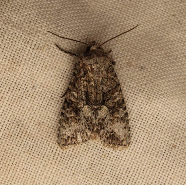 Dryobotodes monochroma - szürke tölgybagoly