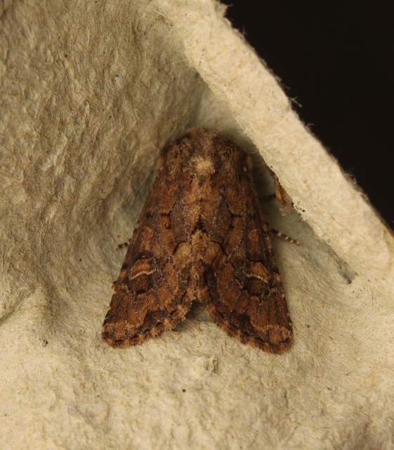 Luperina testacea - barnás szürkebagoly