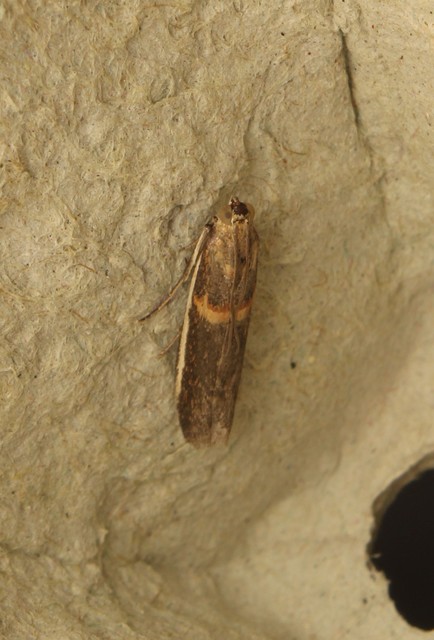 Etiella zinckenella - akácmoly