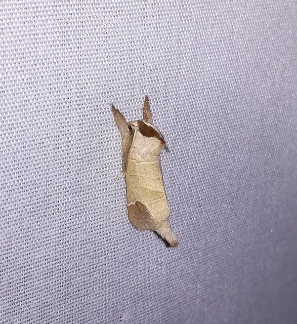 Clostera curtula - rövidszárnyú levélszövő