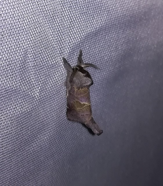 Clostera pigra - apró levélszövő