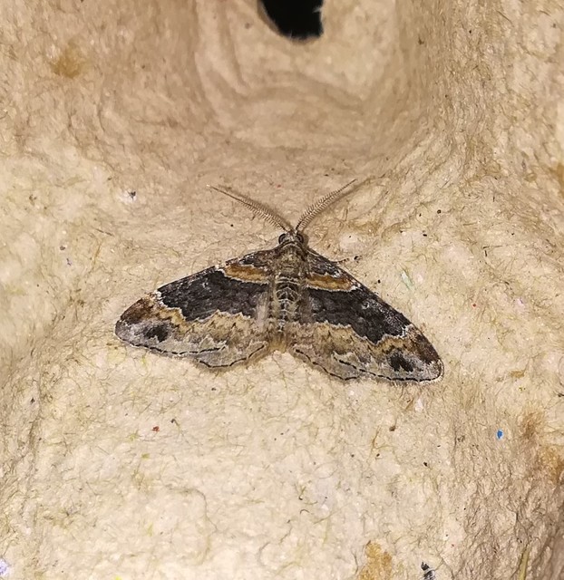 Xanthorhoe ferrugata - kerti tarkaaraszoló