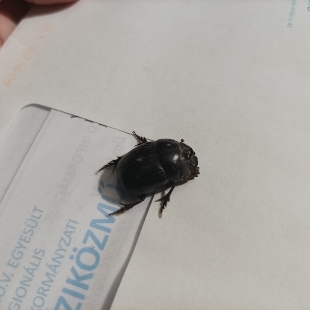 Copris lunaris - közönséges holdszarvú-ganéjtúró