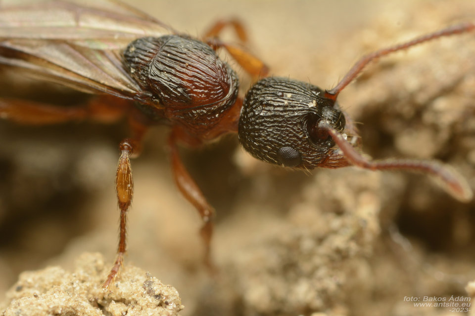Myrmica schencki - kétszínű bütyköshangya