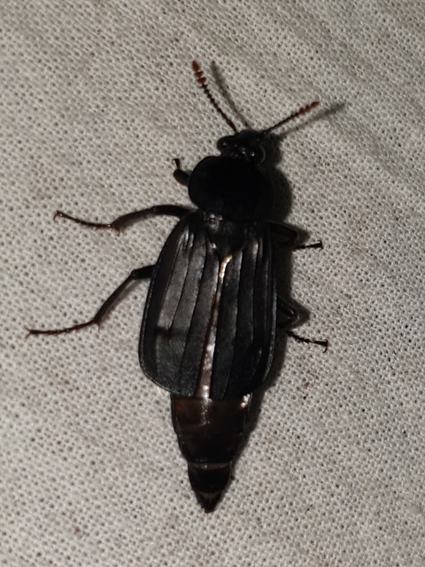 Necrodes littoralis - nagy dögbogár