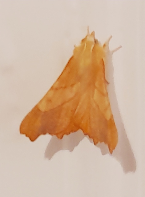 Ennomos fuscantaria - kőris-levélaraszoló