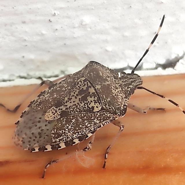 Rhaphigaster nebulosa - bencepoloska