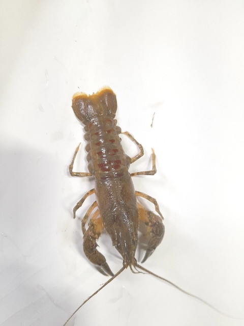 Crustacea - Rákok