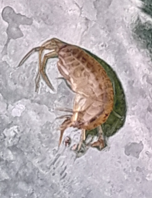 Crustacea - Rákok