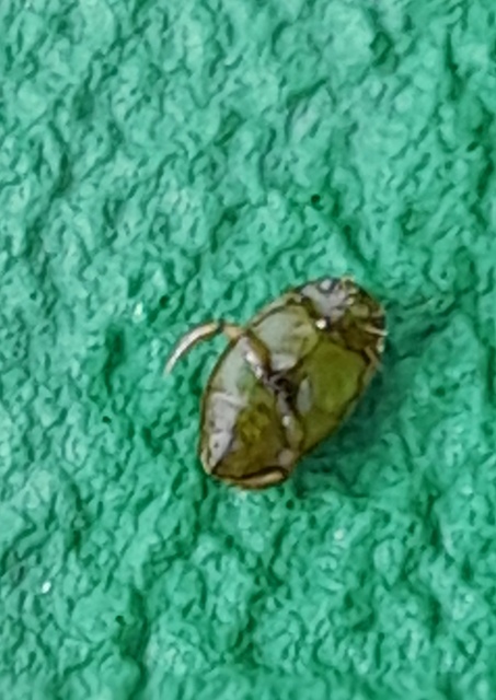 Laccophilus