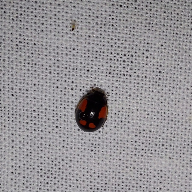Adalia bipunctata - kétpettyes katica