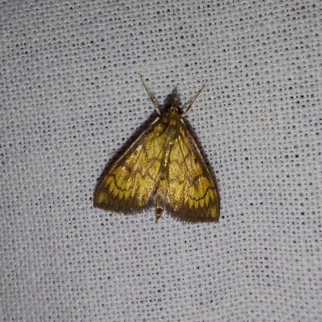 Ecpyrrhorrhoe rubiginalis - rozsdavörös tűzmoly