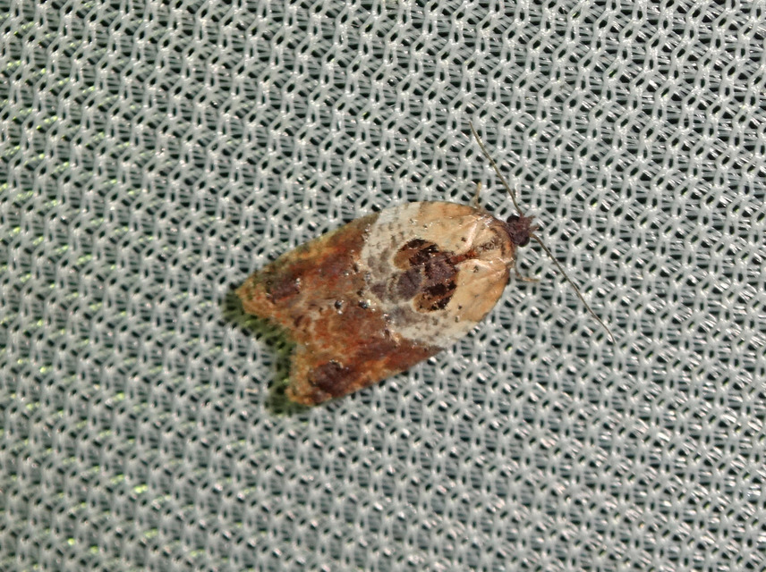 Acleris variegana - tarka levélmoly
