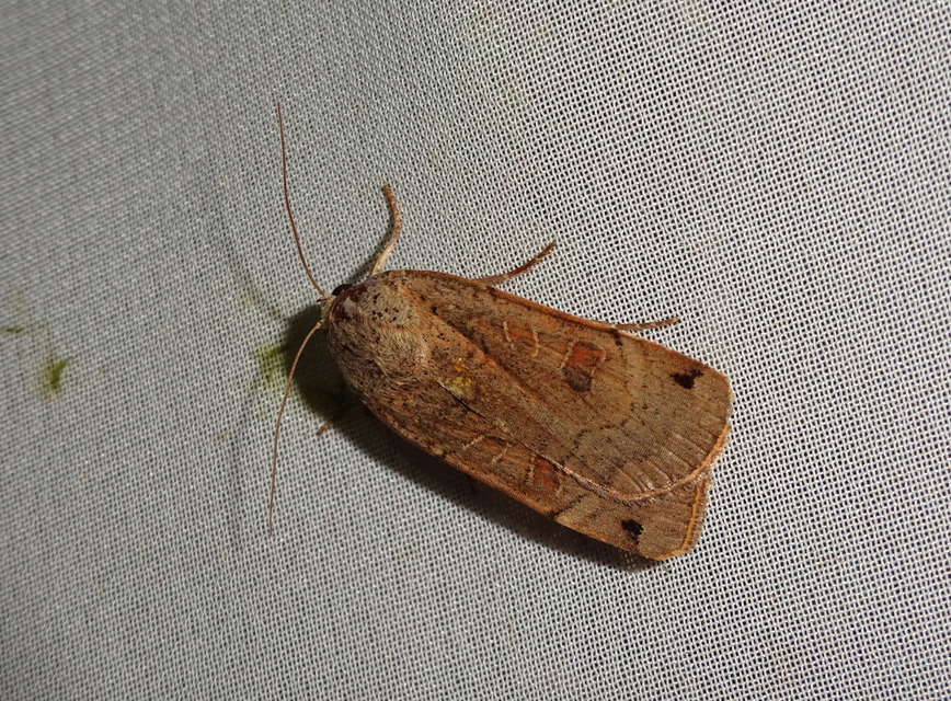 Noctua orbona - foltos sárgafűbagoly