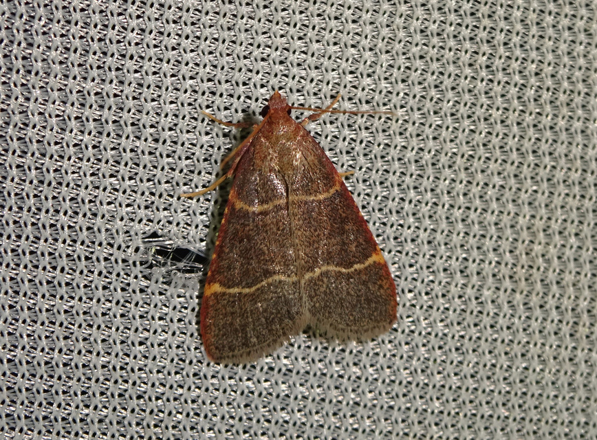 Hypsopygia glaucinalis - rezes fényilonca