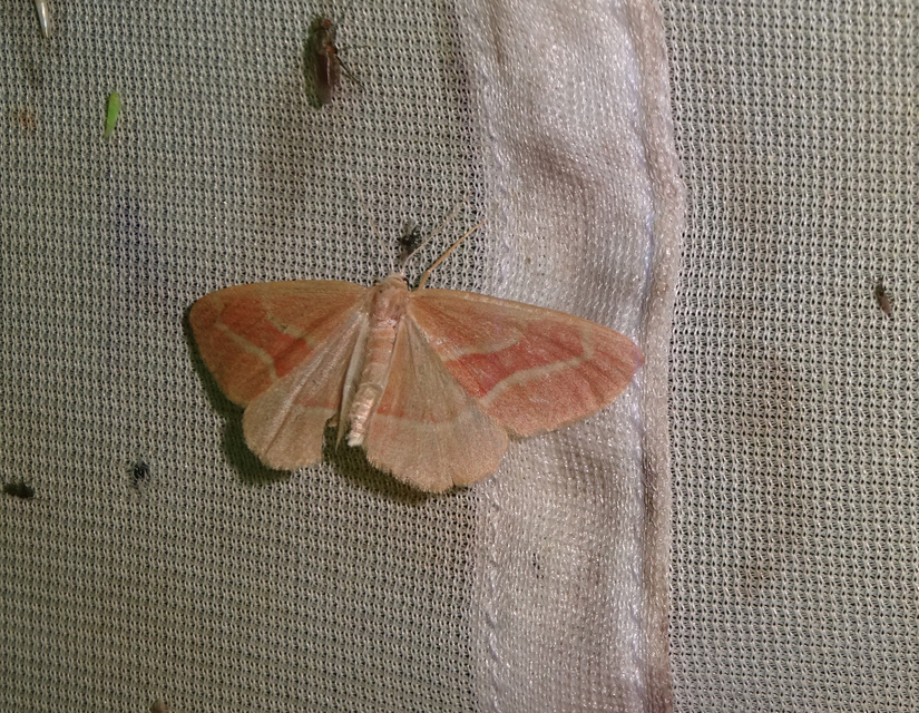 Hylaea fasciaria - erdeifenyő-sávosaraszoló