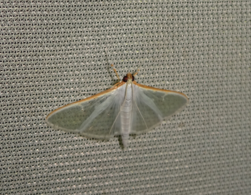 Palpita vitrealis - hófehér tűzmoly