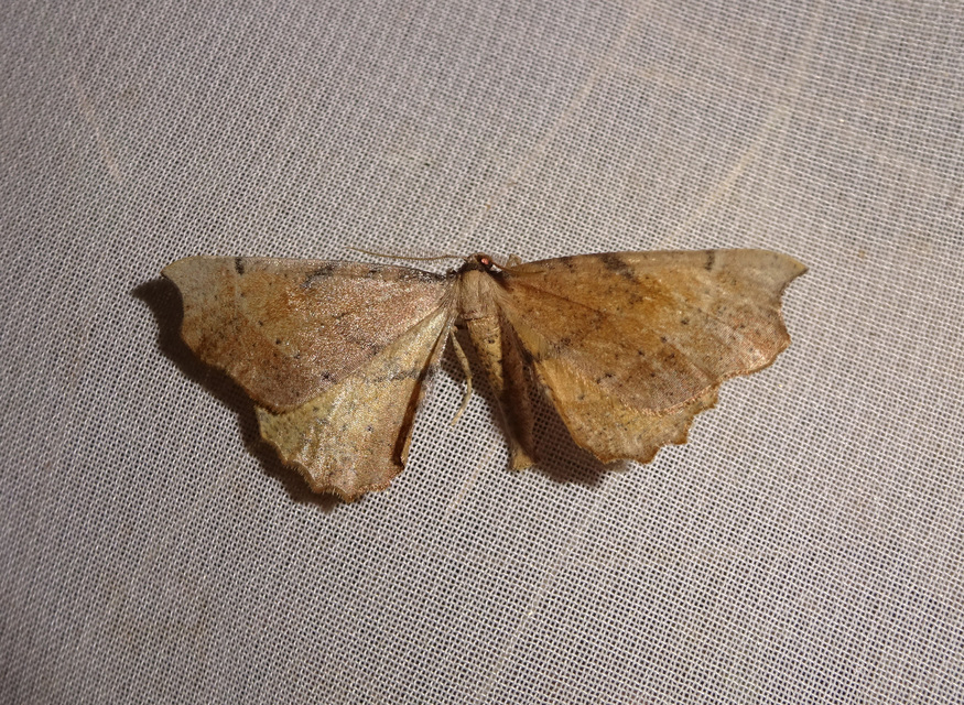 Artiora evonymaria - kecskerágó-araszoló