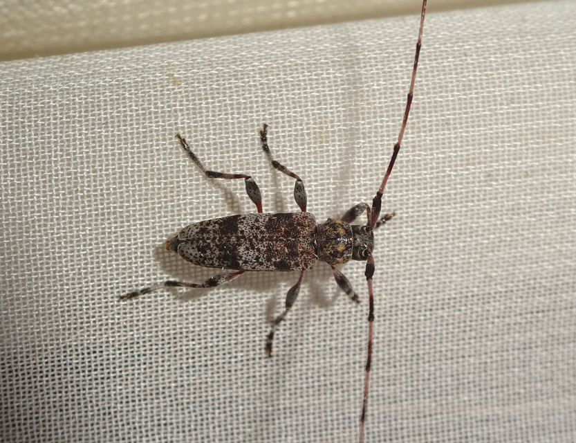 Acanthocinus griseus - szürke daliáscincér