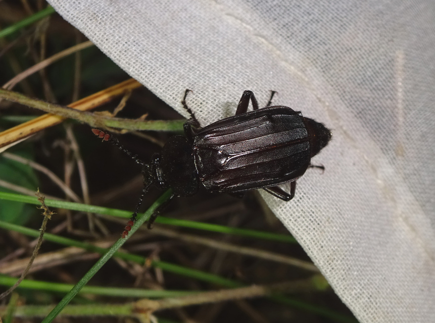 Necrodes littoralis - nagy dögbogár